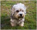 Dandie Dinmont Terrier