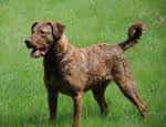 Chesapeake Bay Retriever