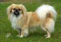 Tibetan Spaniel