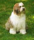 Tibetan Terrier