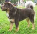 Tibetan Mastiff