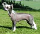 Chinese Crested Dog