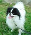 Japanese Chin