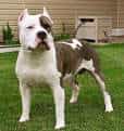 American Staffordshire Terrier