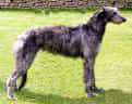 Deerhound