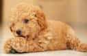 Toy Poodle