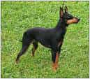 Toy Manchester Terrier