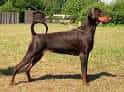 Dobermann