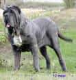 Neapolitan Mastiff