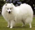 Japanese Spitz