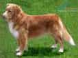 Nova Scotia Duck Tolling Retriever