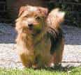 Norfolk Terrier