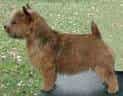 Norwich Terrier