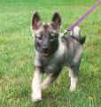 Norwegian Elkhound