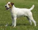 Parson Russell Terrier