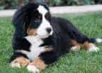 Bernese Mountain Dog