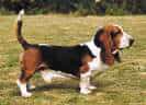 Basset Hound