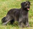 Pyrenean Sheepdog