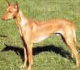 Pharaoh Hound