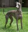 Italian Greyhound