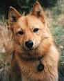 Finnish Spitz