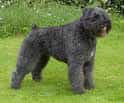 Bouvier des Flandres