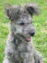 Pumi