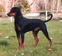 Pinscher