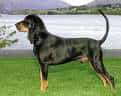 Black & Tan Coonhound