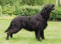 Flat-coated Retriever