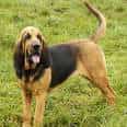 Bloodhound