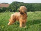 Briard