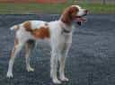 Brittany Spaniel