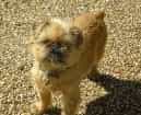 Brussels Griffon