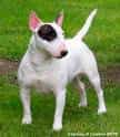 Bull Terrier