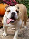 Bulldog