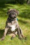 Bullmastiff