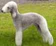 Bedlington Terrier