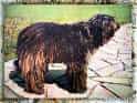 Bergamasco Sheepdog