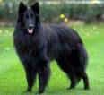 Belgian Shepherd