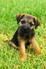 Border Terrier