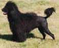 Portuguese Water Dog