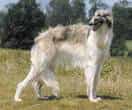 Borzoi