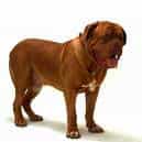 Bordeaux Mastiff