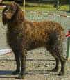 Pont-Audemer Spaniel