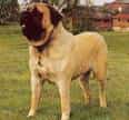 Mastiff