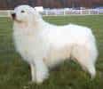 Maremma Sheepdog