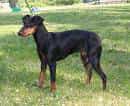 Manchester Terrier