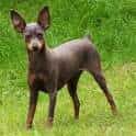 Miniature Pinscher