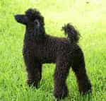 Miniature Poodle